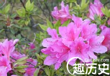 朝鲜族人为何喜欢金达莱?其中有何传说